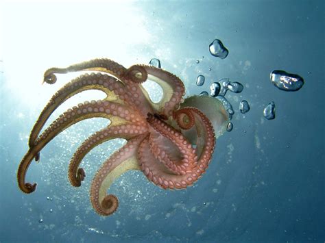 octopus » English .